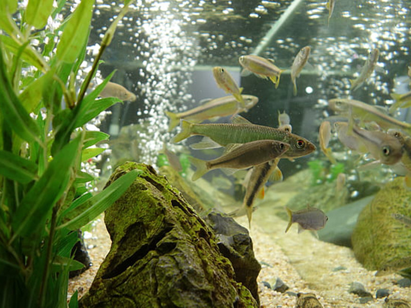 養(yǎng)魚水質(zhì)不好怎么辦？