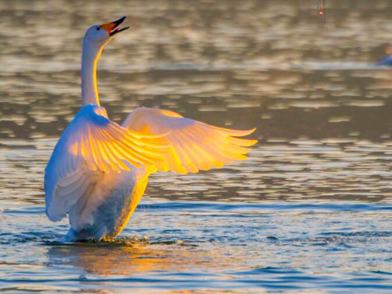 水產(chǎn)養(yǎng)殖水質(zhì)檢測(cè)儀有哪幾種
