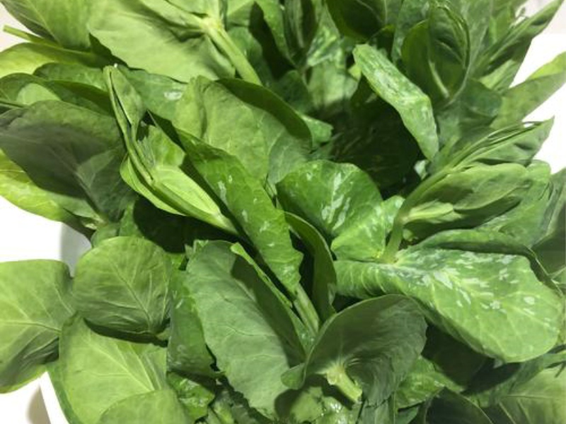 淺析四種葉綠素測(cè)定方法 淺析四種葉綠素測(cè)定方法